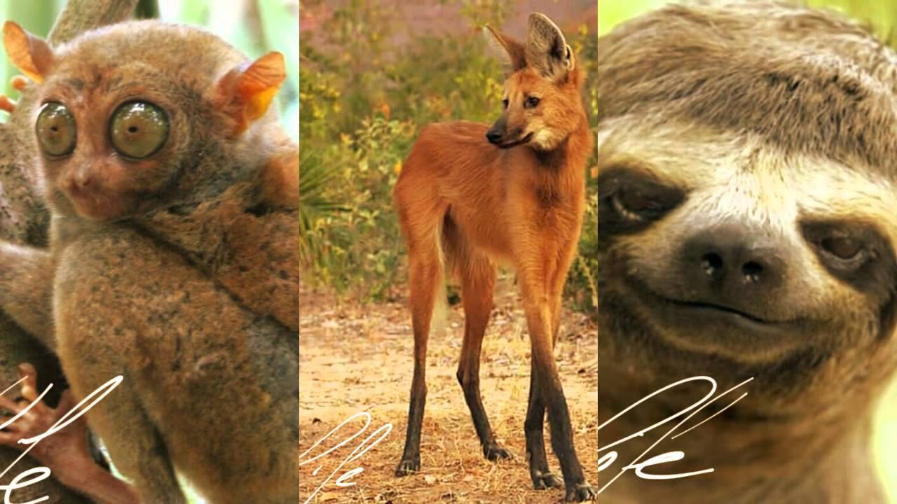 Dziwne Zwierzęta! !! WEIRD freak ANIMALS! !!