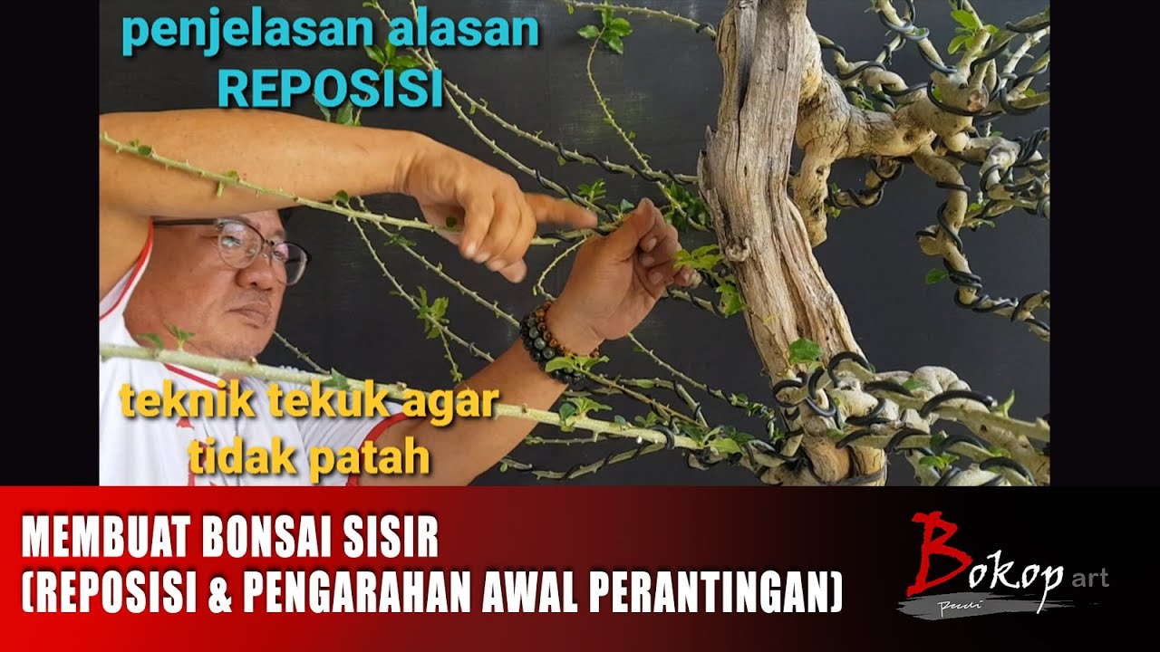 MEMBUAT BONSAI SISIR (reposisi & pengarahan awal perantingan)