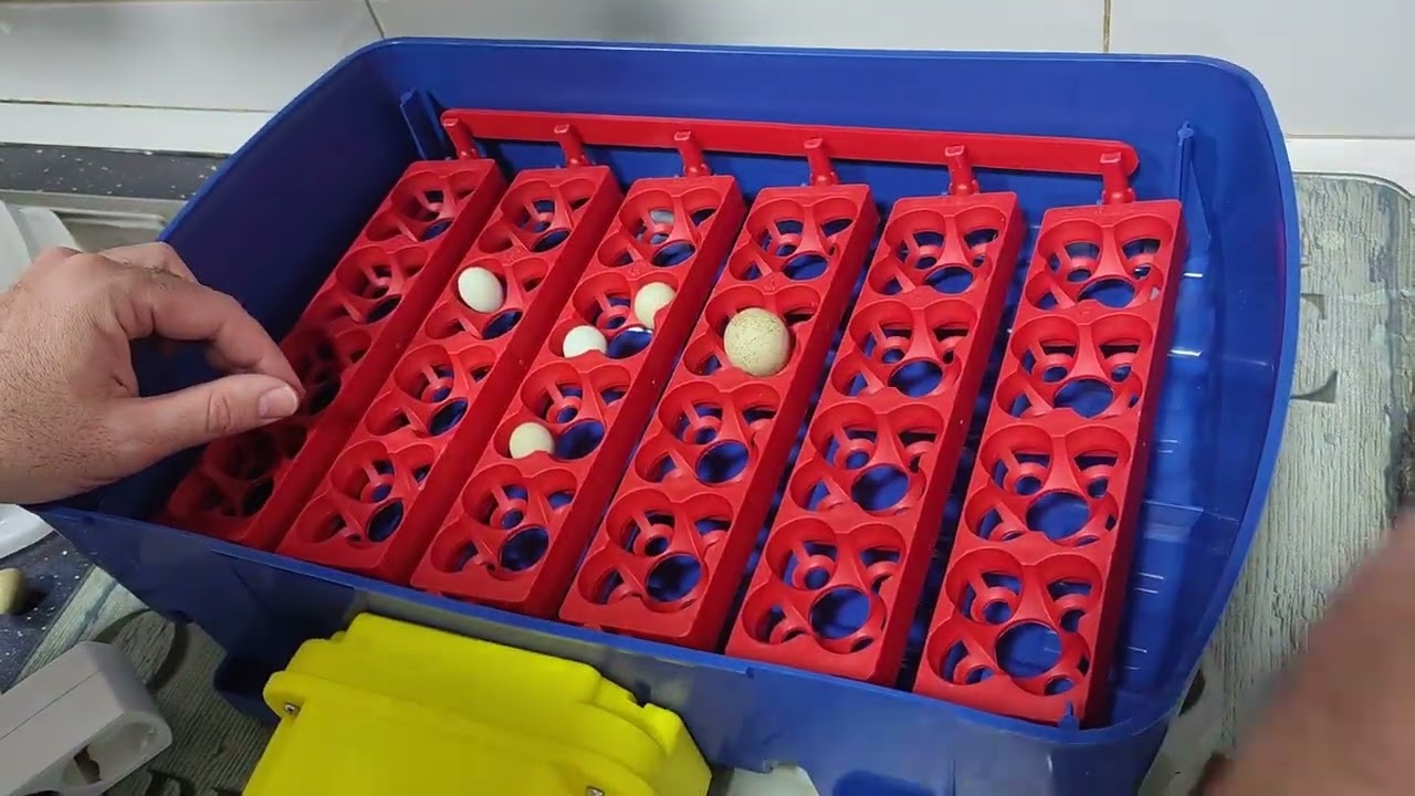 Evaluación positiva de la incubadora BOROTTO REAL 24 AUTOMÁTICA ¡Mis codornices nacieron felices!