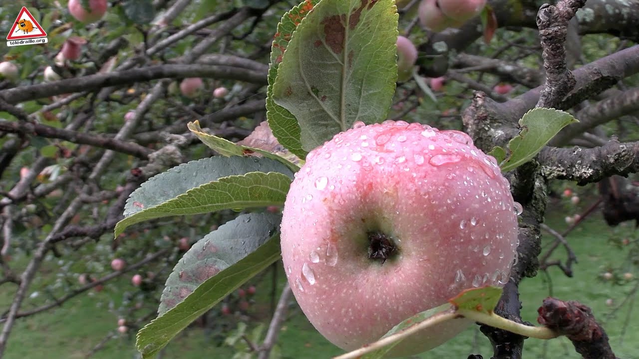 “Renouveau de la Pomme – 100 % Cévennes”, une appellation désormais reconnue