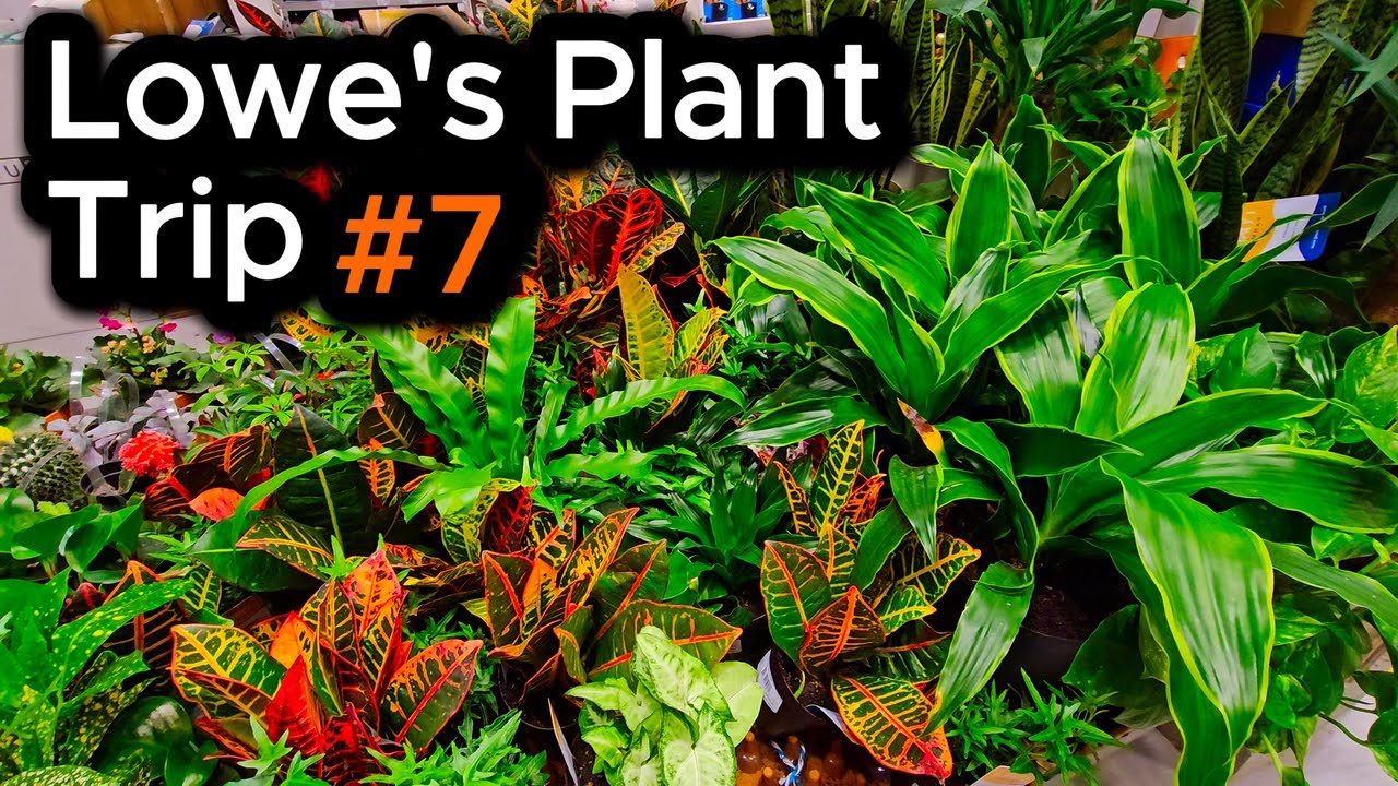 Rare Carnivorous Pitcher Plant for $16 &ndash; Lowe&rsquo;s Plant Trip #7
