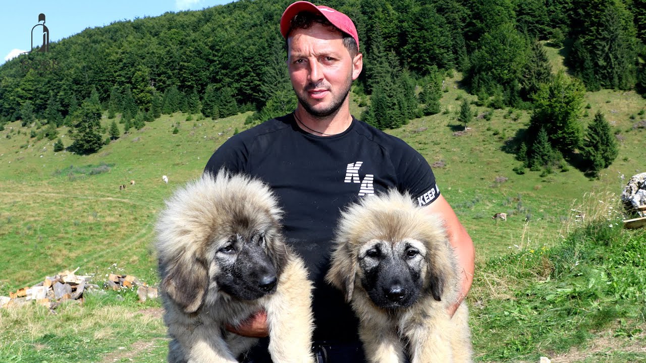 LA STÂNA DIN GIUVALA A LUI CIPRIAN DURUIAN | CĂȚEI CIOBĂNEȘTI CARPATINI FOARTE FRUMOȘI - 2023