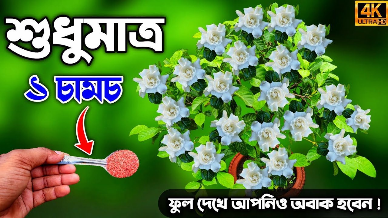 গন্ধরাজ গাছে এই সার একবার দিলে - মাত্র ৭  দিনে প্রচুর ফুল ফুটবে | Best Fertilizer For Gardenia Plant