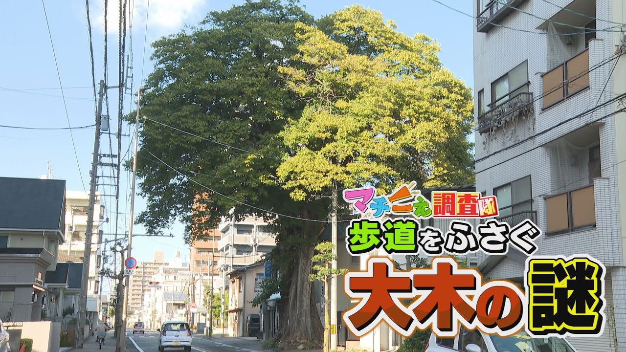 【なぜ撤去しない？】松山市の歩道を&rdquo;完全にふさぐ&rdquo;「謎の大木」の正体と驚きの真実