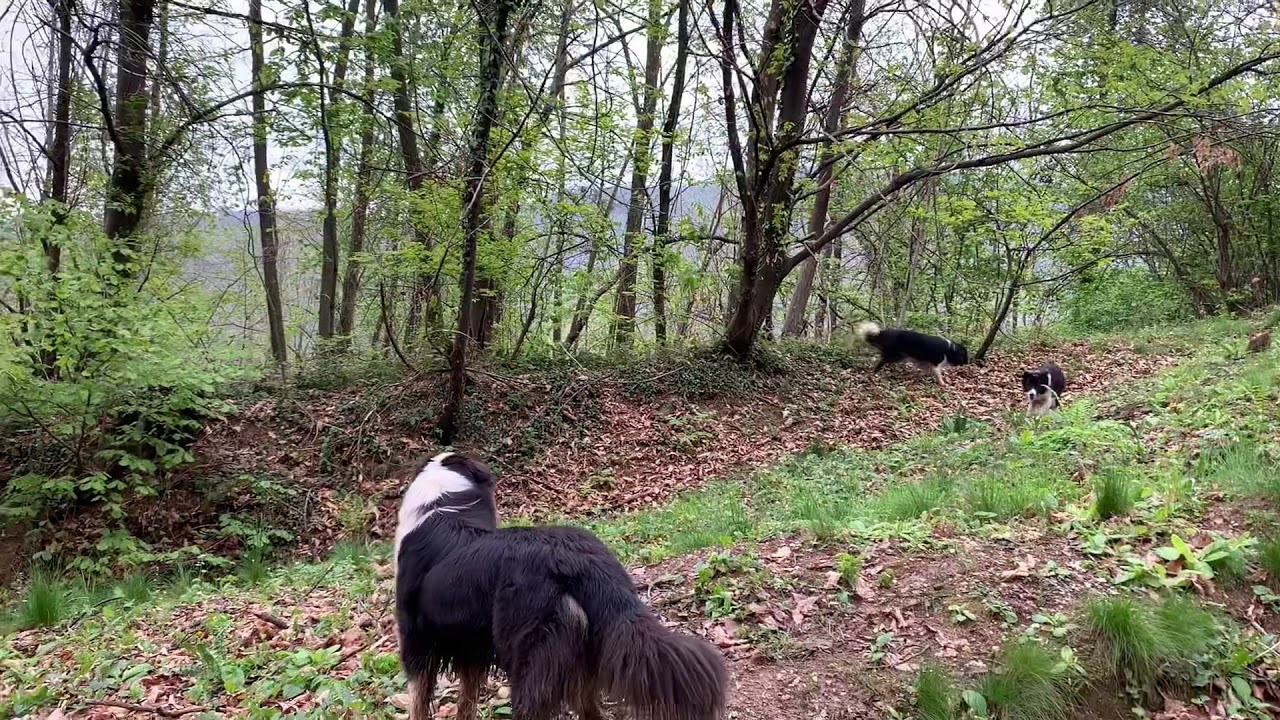 Il concetto di libert&agrave; secondo EmpathyDOG
