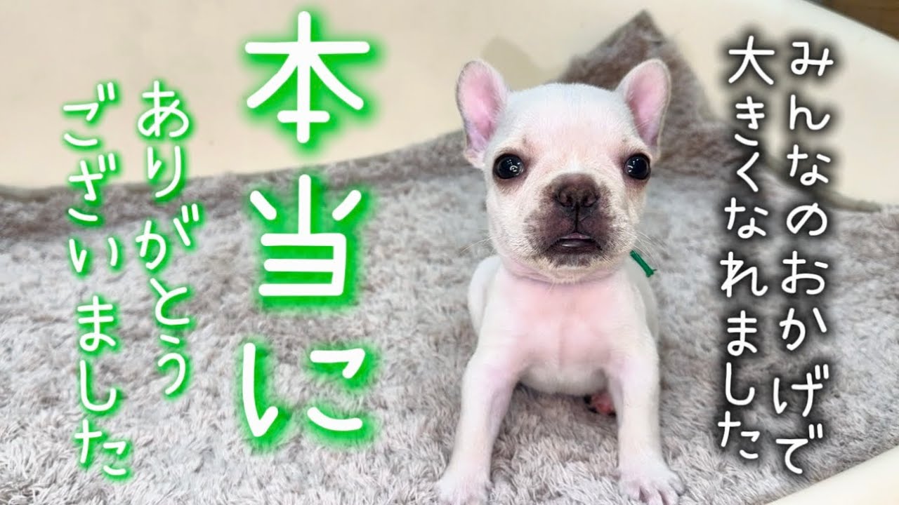 【感動の最終回】これがみどりくんの最後の映像になります！