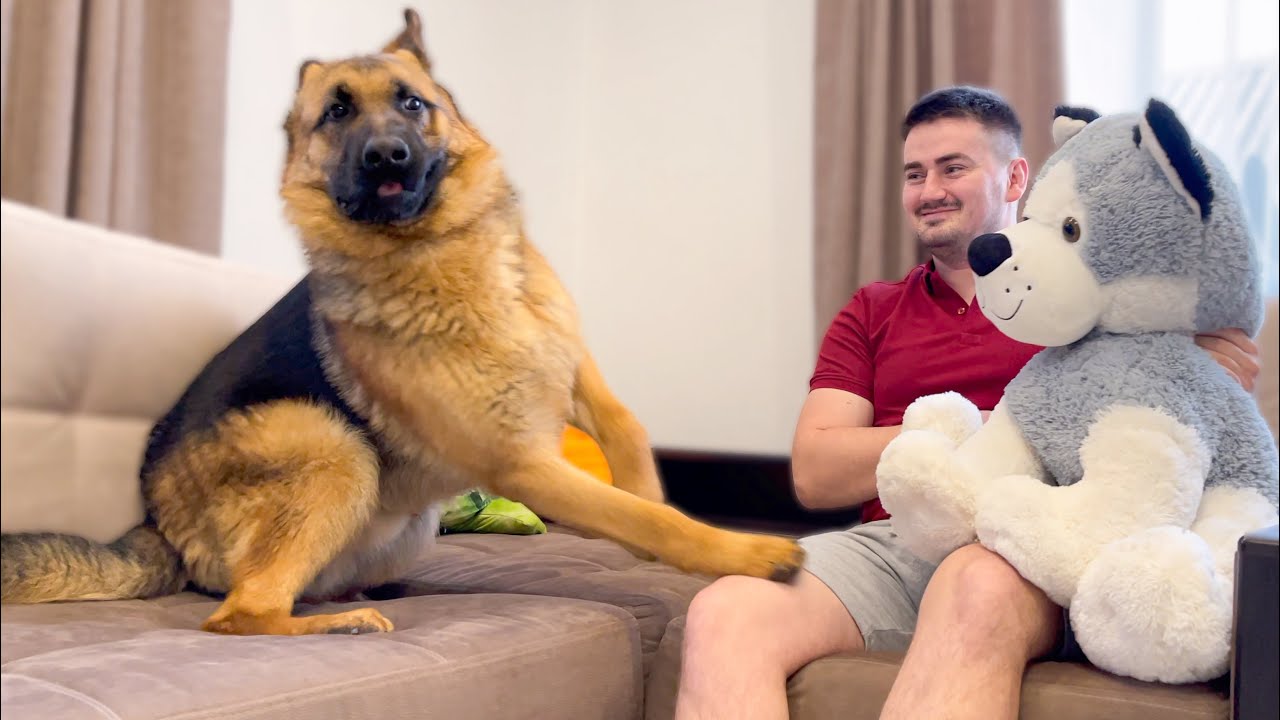 German Shepherd Confused by a Meeting with Husky Stuffed Toy