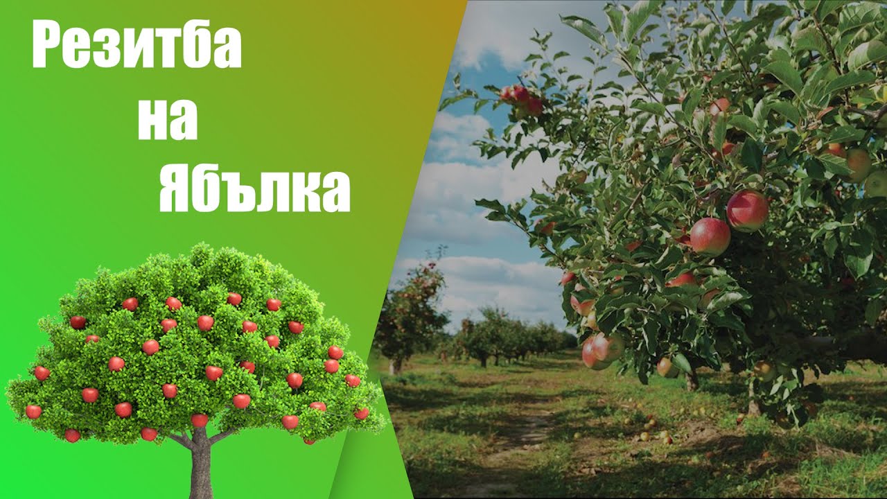 Пролетно подрязване на ябълка - лесно - стъпка по стъпка , подходящо за начинаещи и напреднали.