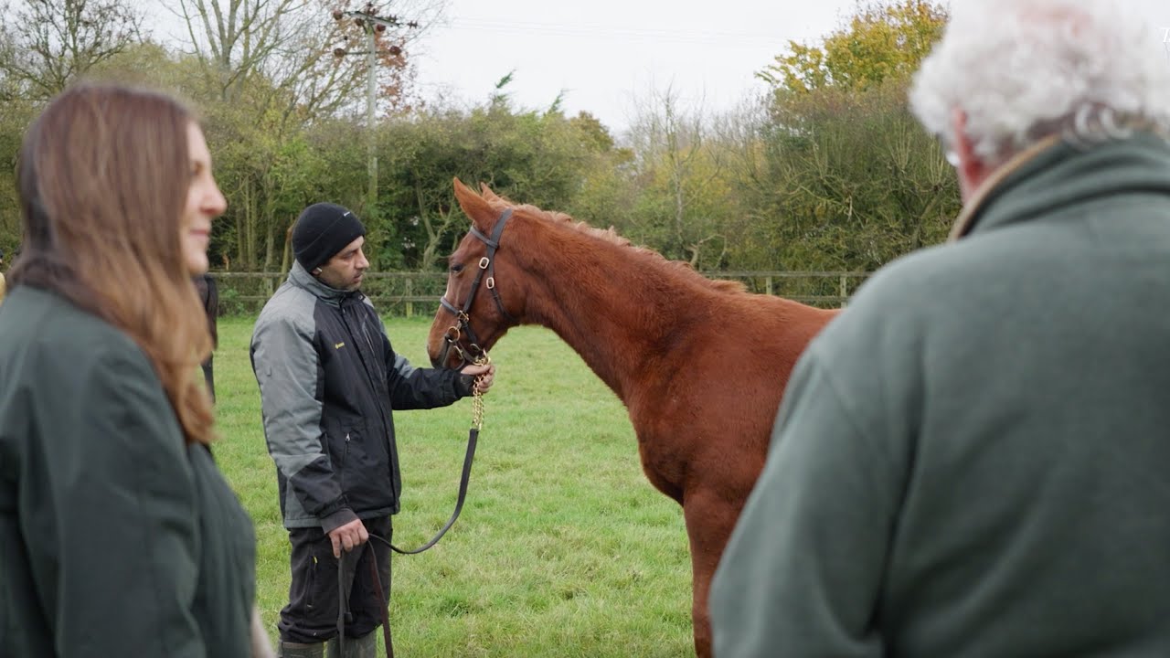 Frankel colt out of Breeders' Cup winner Audarya set for the Tattersalls December Foal Sale
