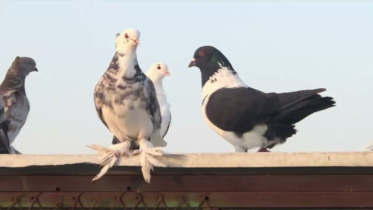 تنظيف عشش الحمام