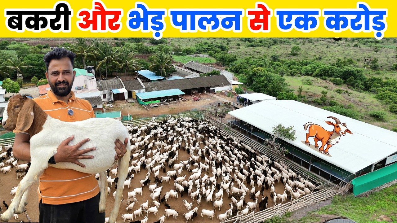 500+ बोर  बकरियों और भेड़ों का हाईटेक फार्म | Goat Farming Success Story