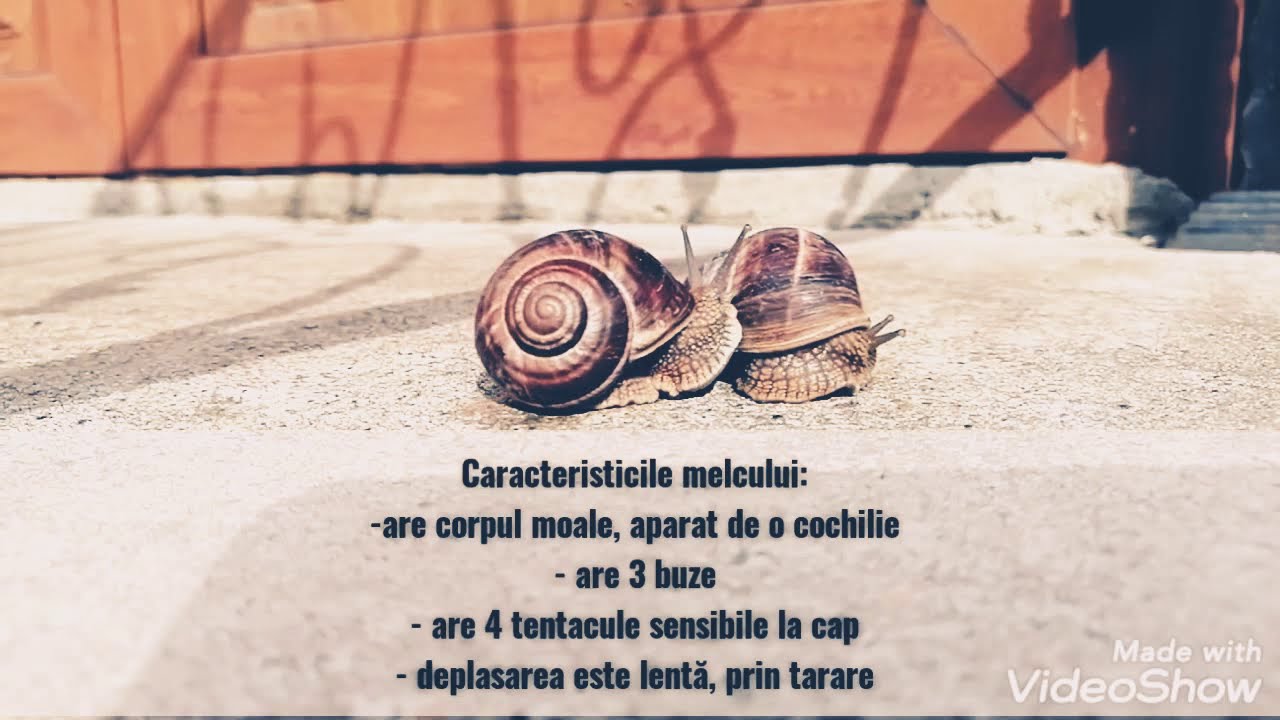 STIAI CA? Totul despre melci