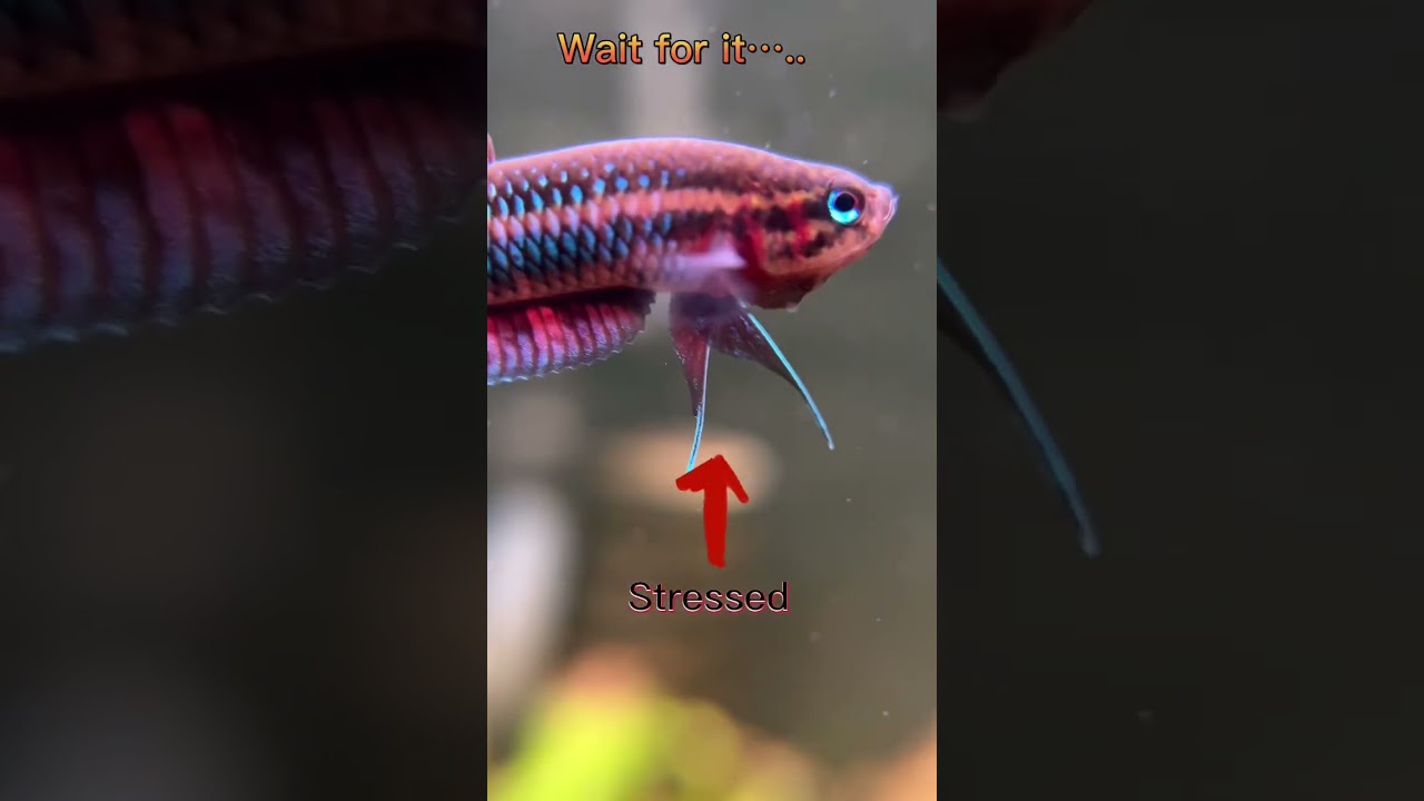 Watch betta hendra change #aquarium #bettafish #betta #fish #fishtank #wildbetta