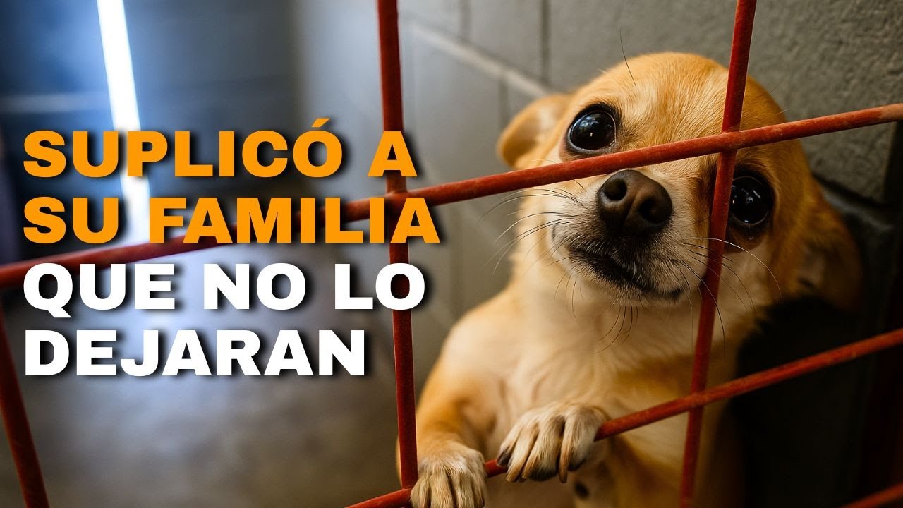 Su Familia no se Conmovió con sus Lágrimas