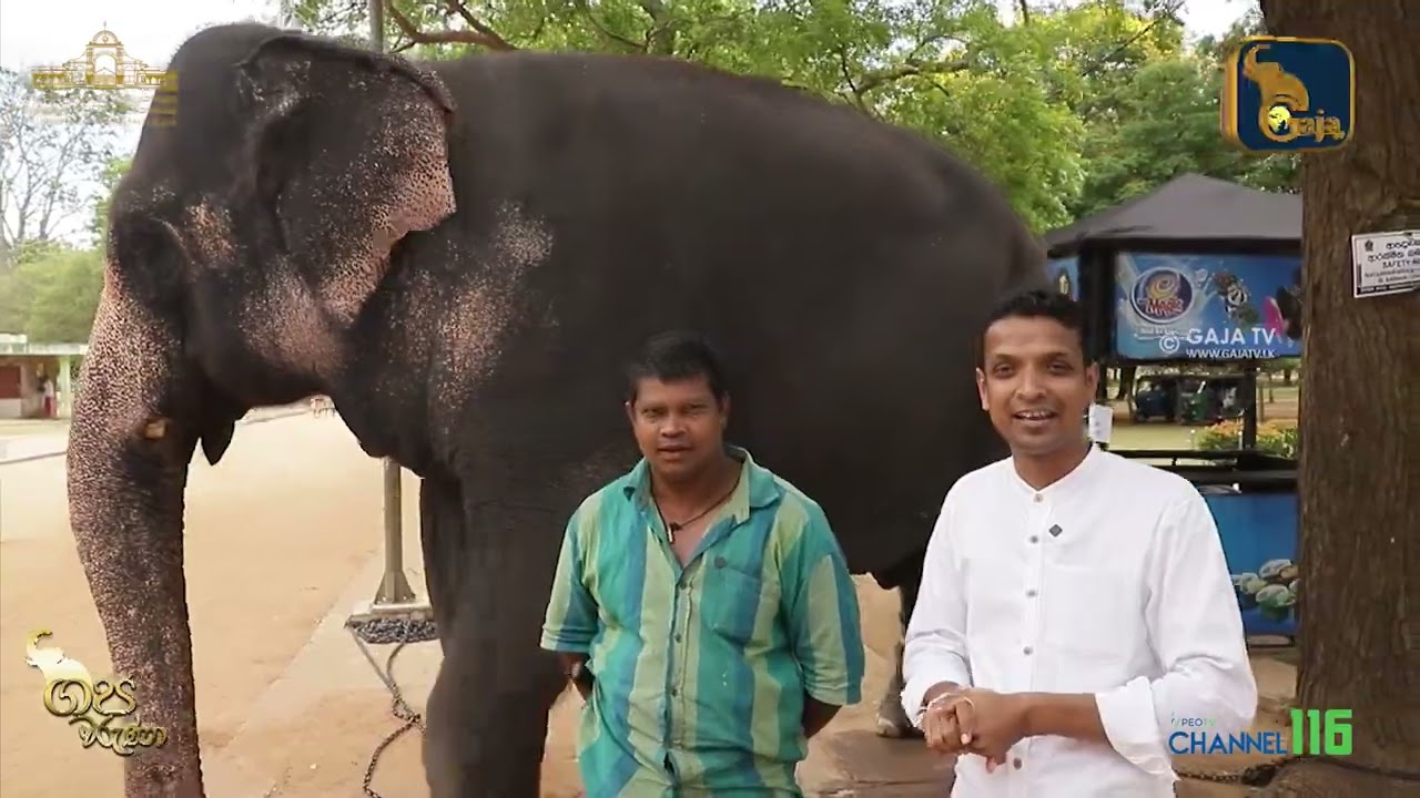 ඓතිහාසික රුහුණු මහා කතරගම දේවාලයේ පෙරහර මංගල්‍යය සඳහා සහභාගි වන අලි ඇතුන්