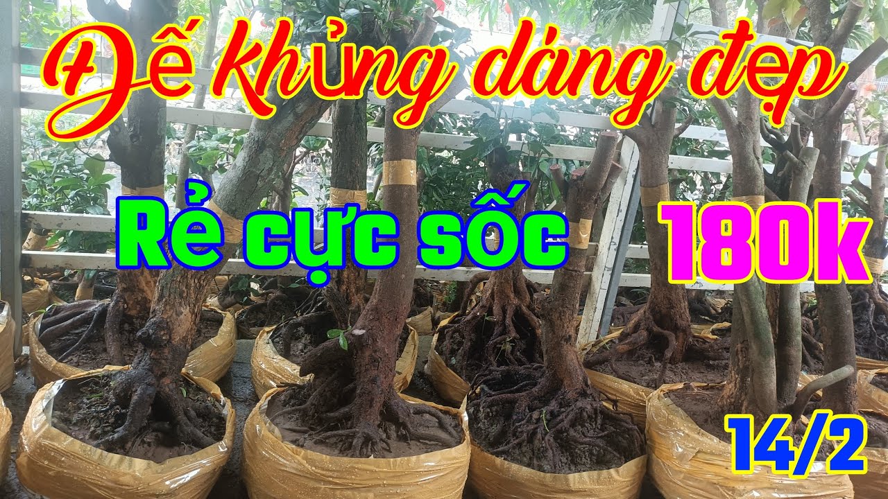 Không thể tin, tứ quý đế nôm đẹp, hoành to giá rẻ cực sốc ngày: 14/2 _ đt: 0938700985 Chú Ba SG 