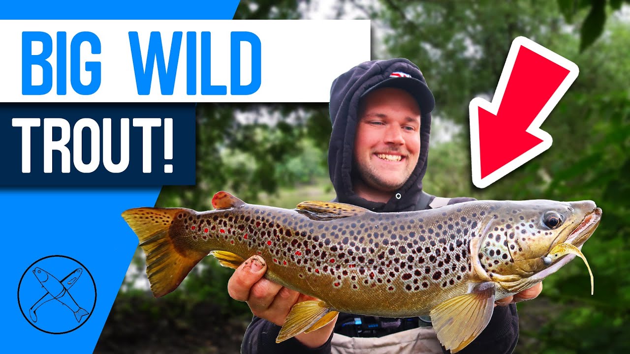 BIG Wild Brown Trout from a tiny Stream! UK Lure Fishing