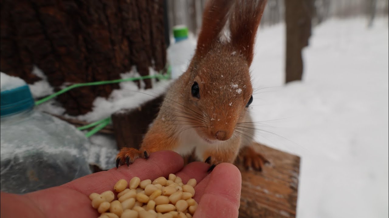 Покормил знакомую белку / I fed a familiar squirrel