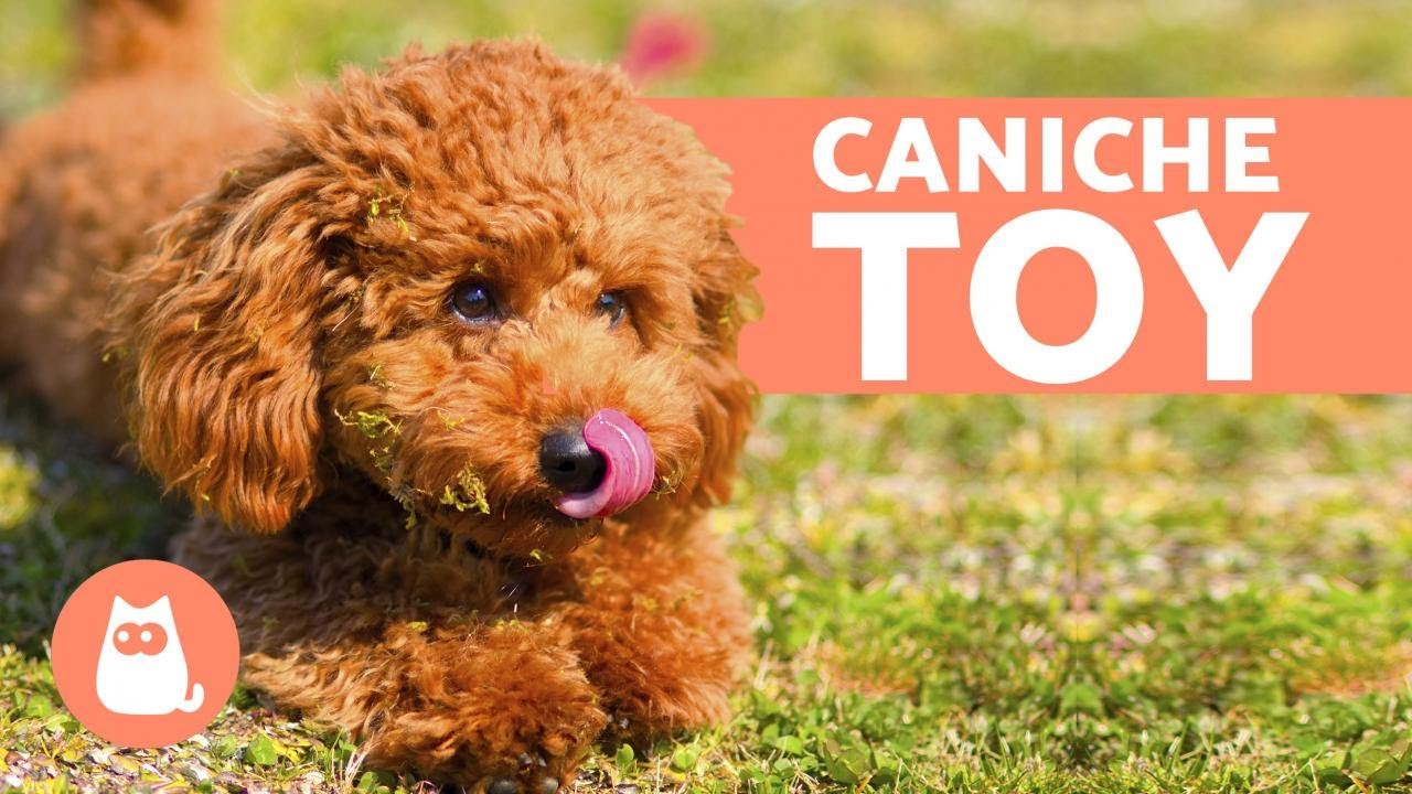 CANICHE TOY - Características, Carácter y Cuidados