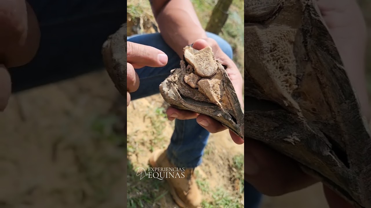 Que es la LAMINITIS y una INFOSURA en los caballos