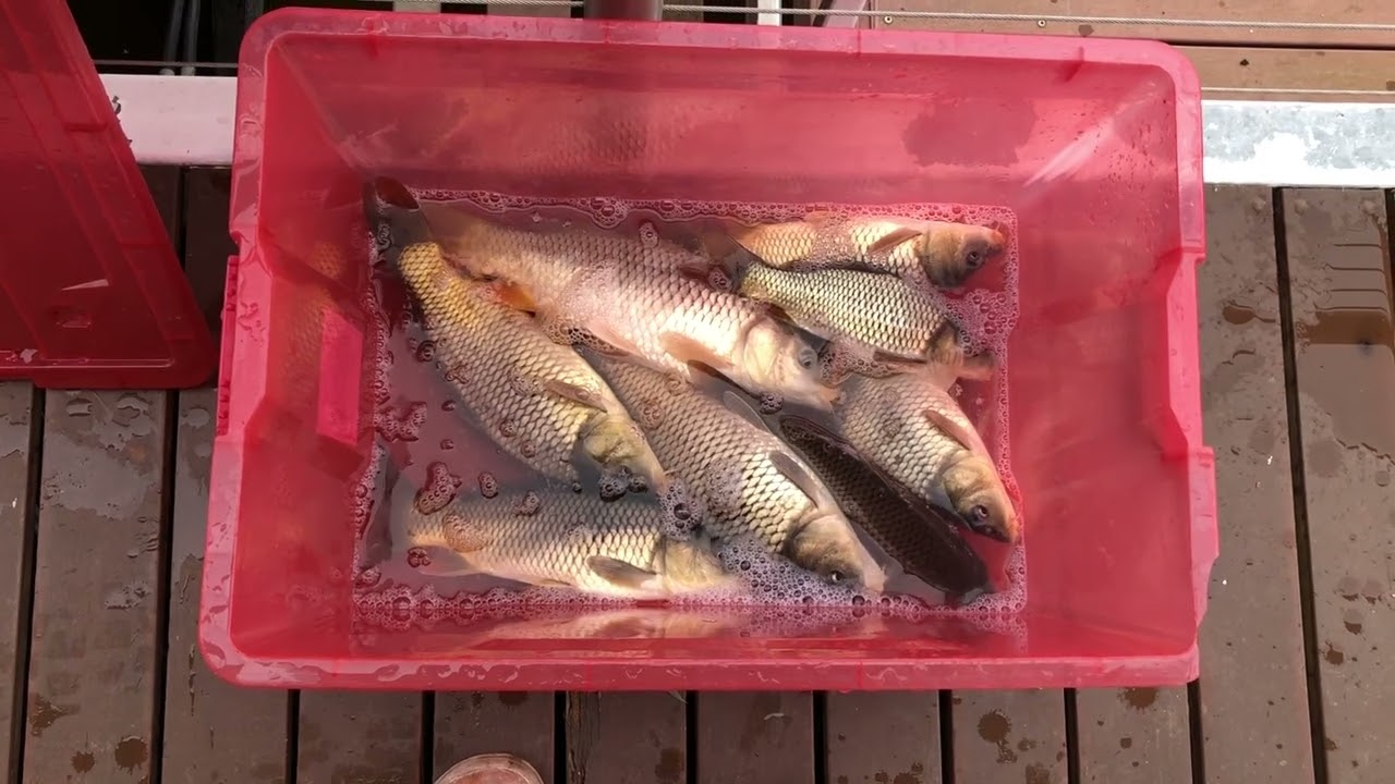 Carp fishing at Mannum on the lower Murray River 27 June 2023