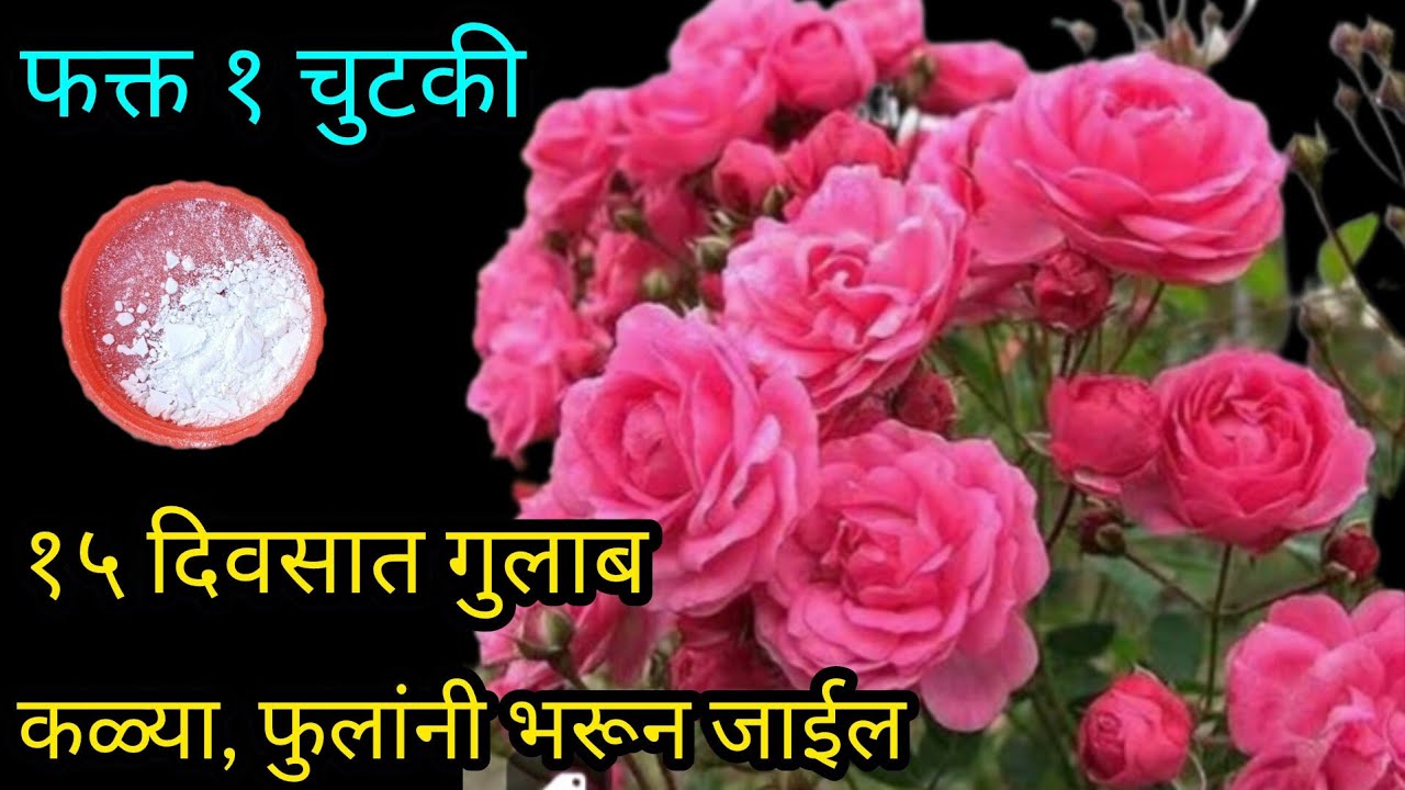 गुलाब फुलांनी भरगच्च होईल|| Organic fertilizer|| #spgardeningmarathi
