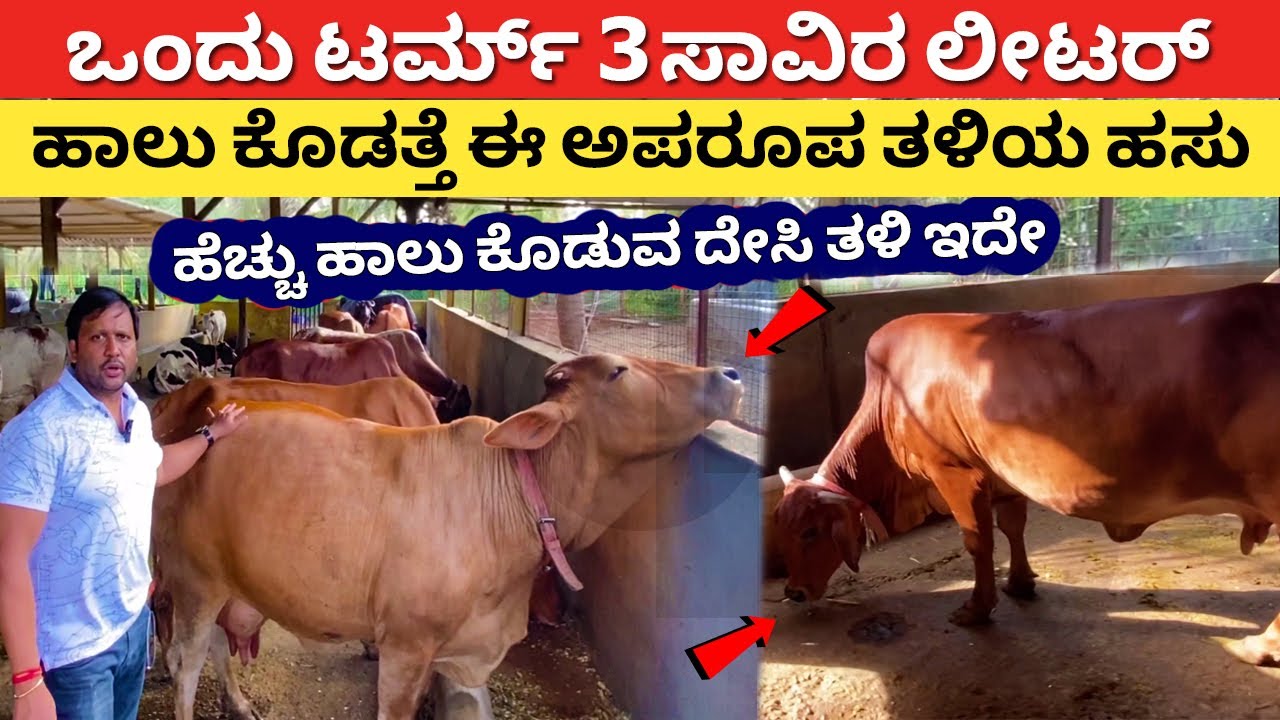 Sahiwal Nati hasu farming in Karnataka | Gyr desi cow dairy farm Kannada | Vardini farms