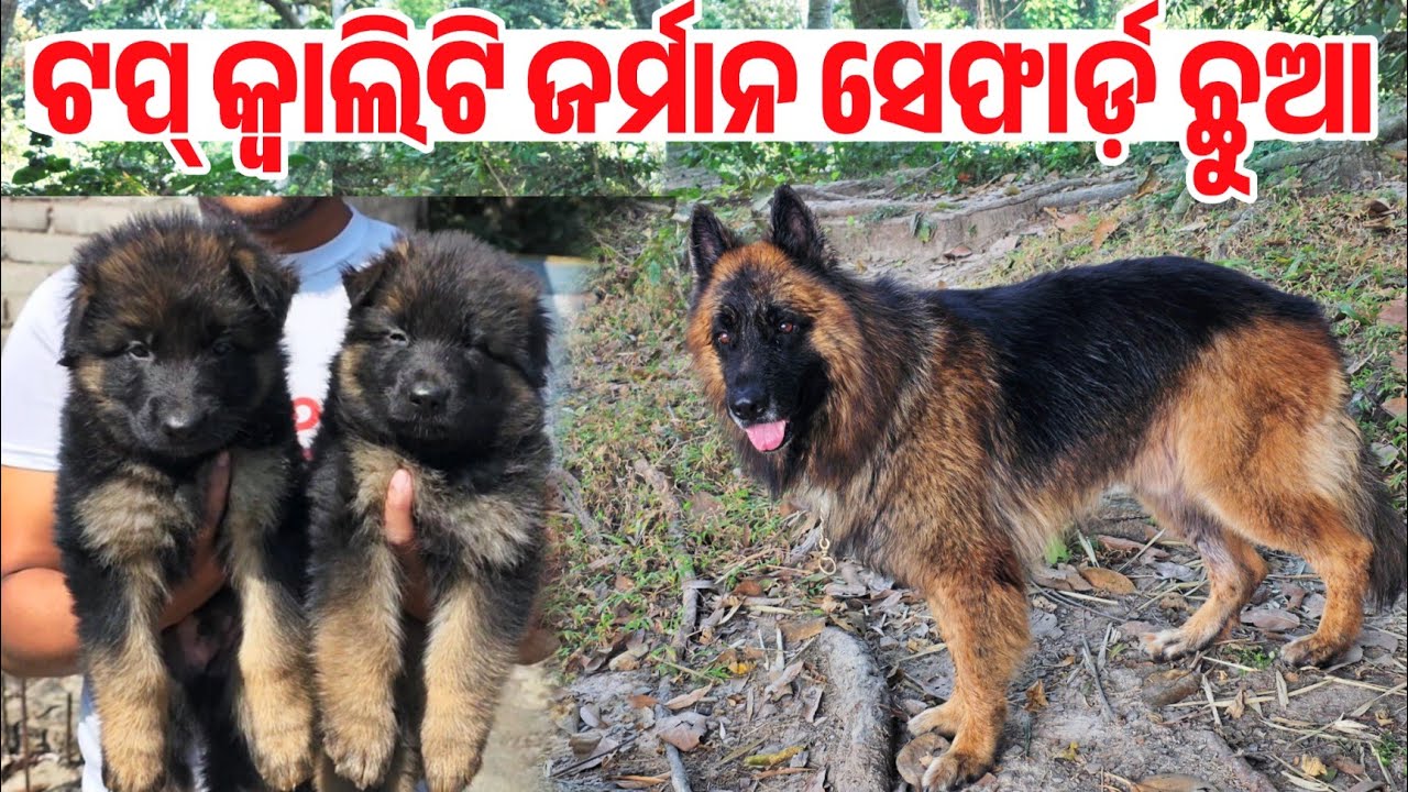 Best Quality German Shepherd dog long coat available in Odisha 