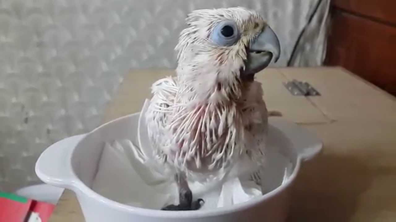 Baby Ducorp's Cockatoo 'LeLe' crying (1)