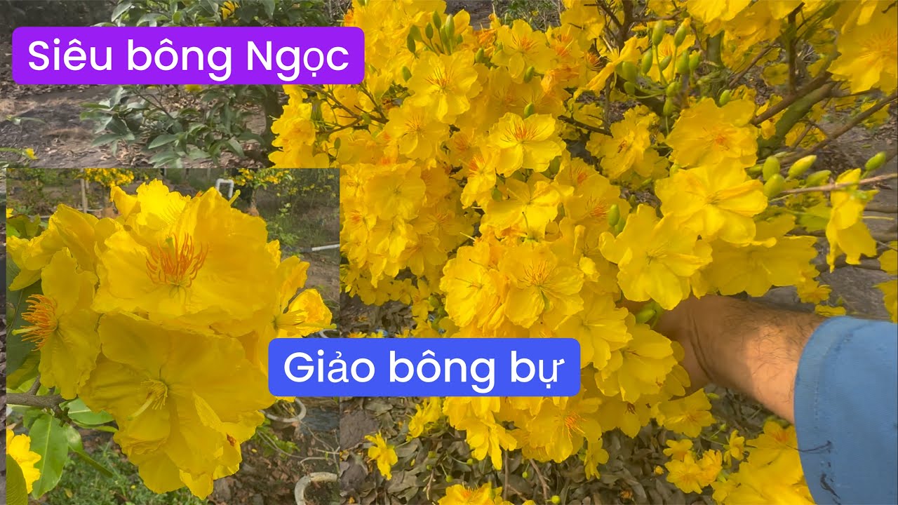 Xem độ chùm của siêu bông Ngọc phát và giảo bông bự 