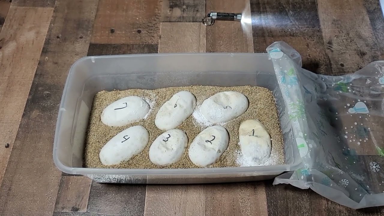 What is going on with these Ball Python Eggs? Weird Egg Check Up, Will they survive? #ballpythons