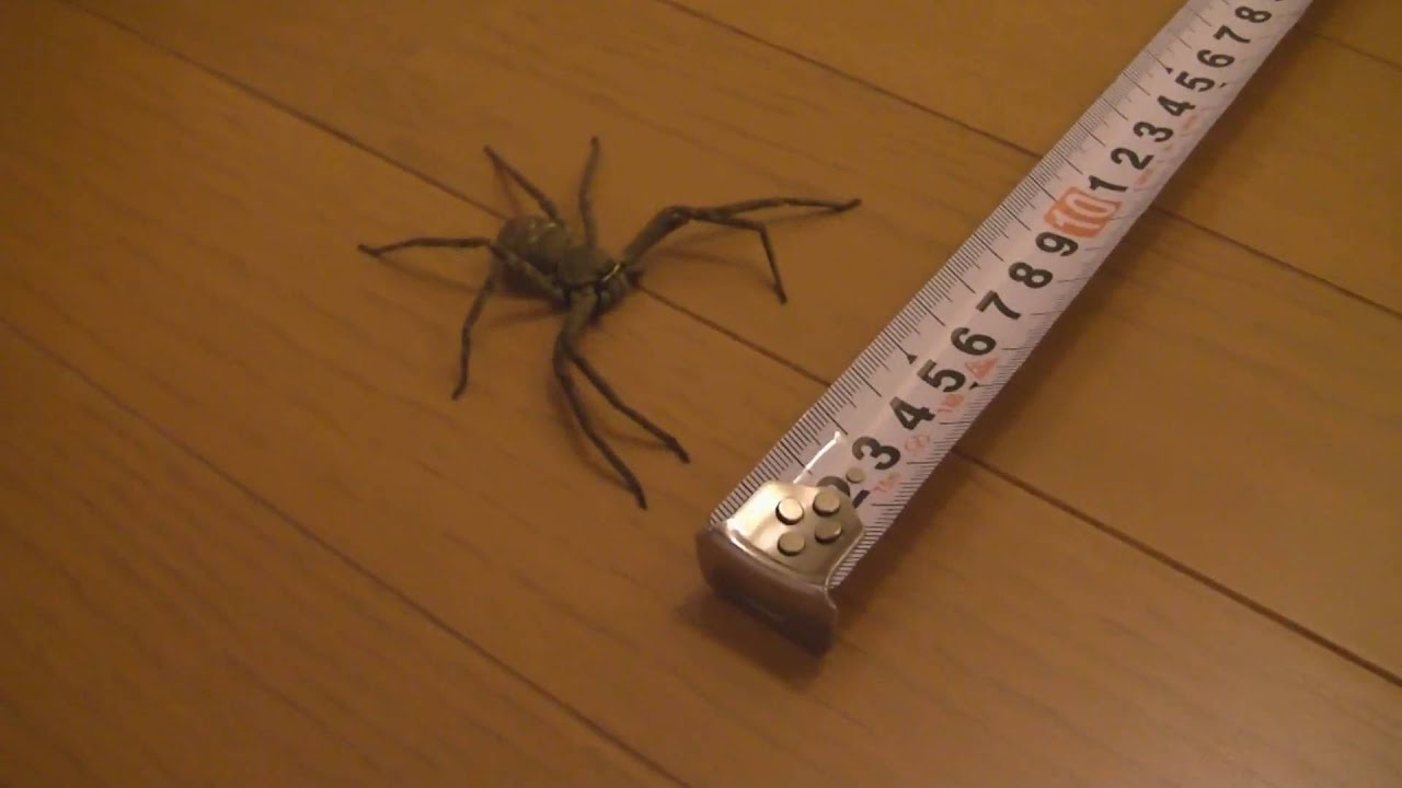 GIANT HOUSE SPIDER 蜘蛛