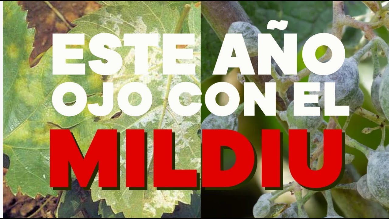 Mildiu viña y el riesgo en invierno