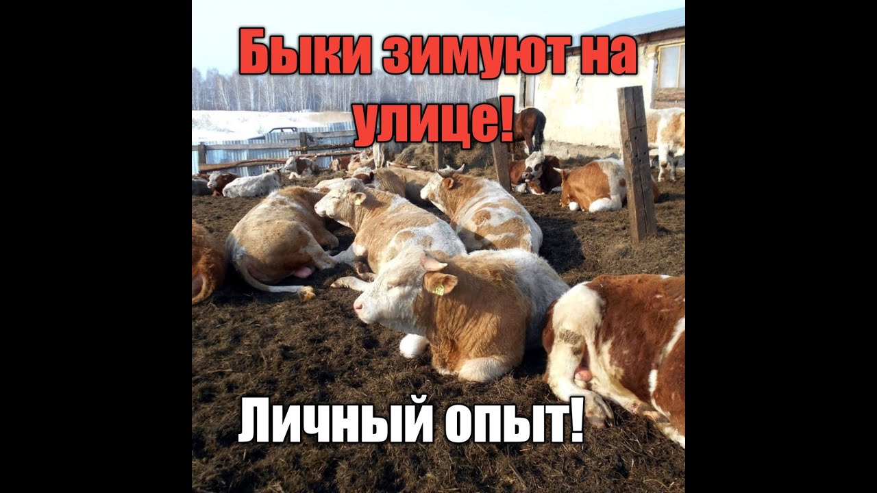 Содержание КРС на улице! Личный опыт! Как это отражается на быках?