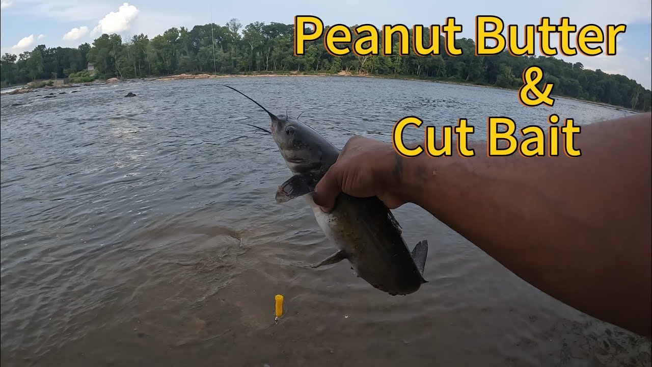 Catching all different types of catfish.