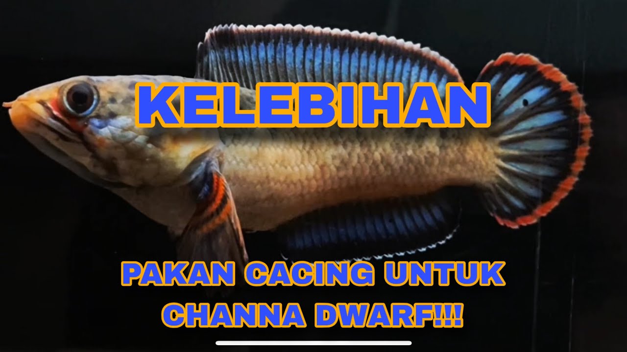 KEKUATAN PAKAN CACING + PELET UNTUK CHANNA DWARF ‼️ JOS GANDOS ‼️