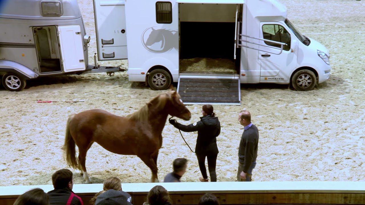 Comportements indésirables du cheval | Olivier Puls, Sébastien Jaulin et Julien Houser | Démos