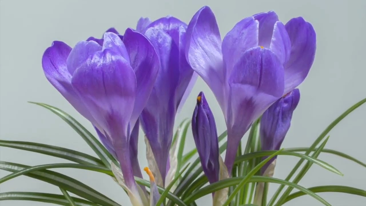Ambient Relaxing Piano Music & Nature Video. Spring Blossoms, Blooming Flowers. Relaxation Music