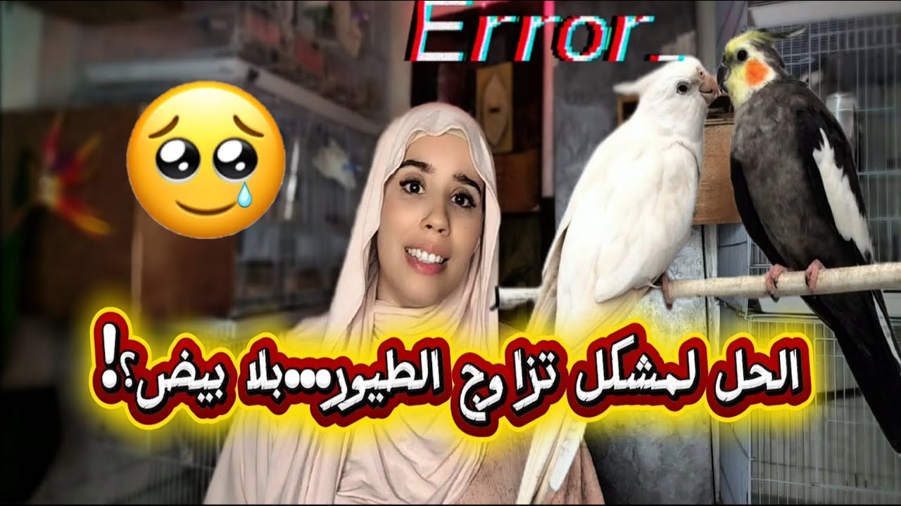 أسباب تزاوج طيور وعدم الوضع البيض 