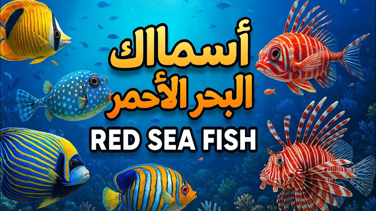 أسماك البحر الأحمر _ Red Sea fish