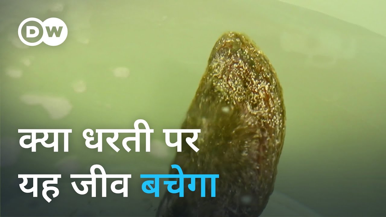 लुप्त हो रहे जीव को बचाने की कोशिश [Saving the giant pen shell from extinction]