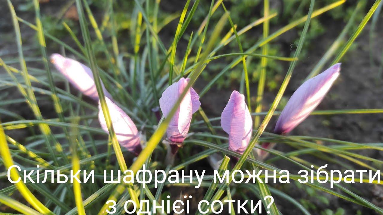 Скільки шафрану можна зібрати з однієї сотки?