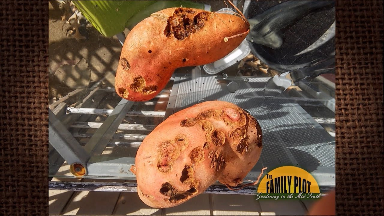 Q&A - What has been eating my sweet potatoes?