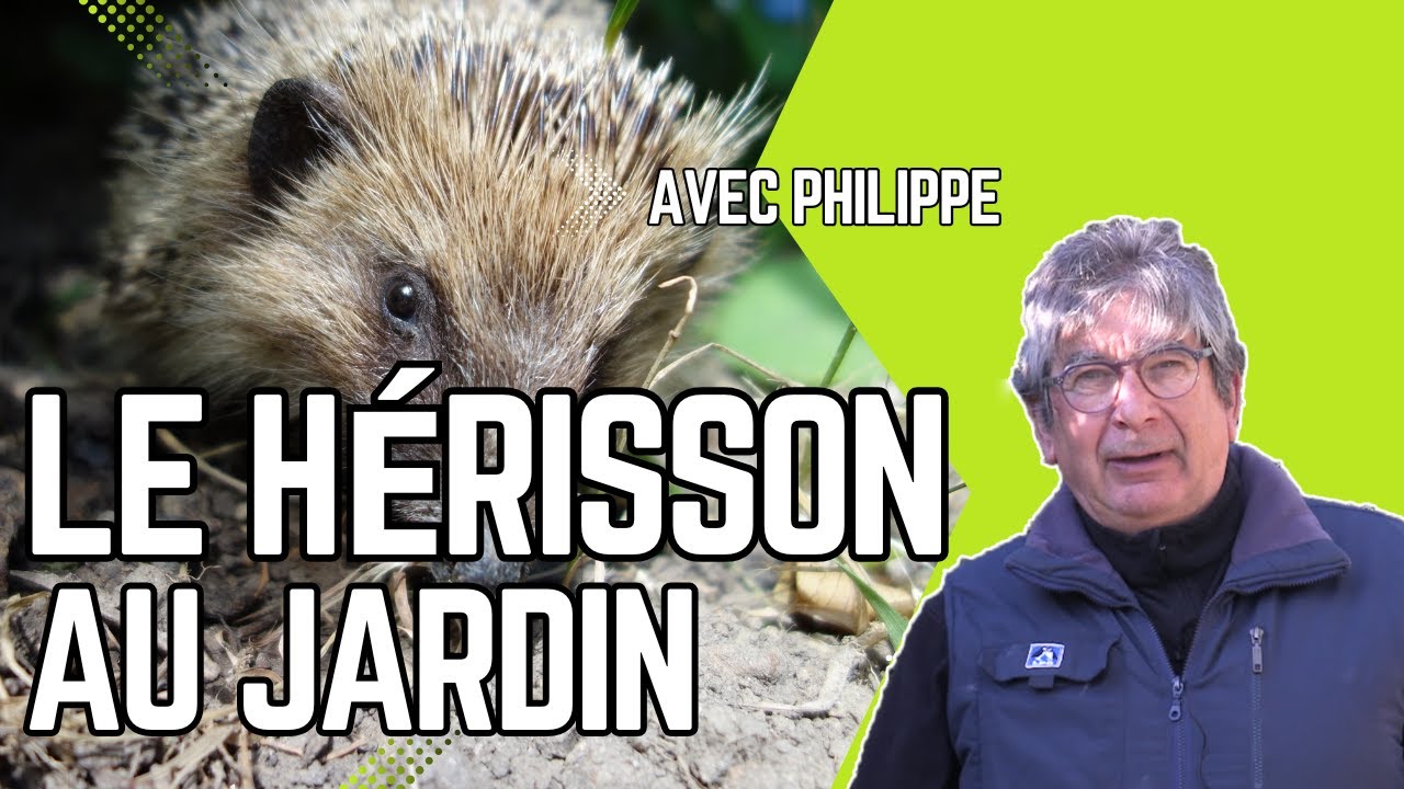ACCUEILLIR un HÉRISSON dans son JARDIN 🦔 MODE d'EMPLOI