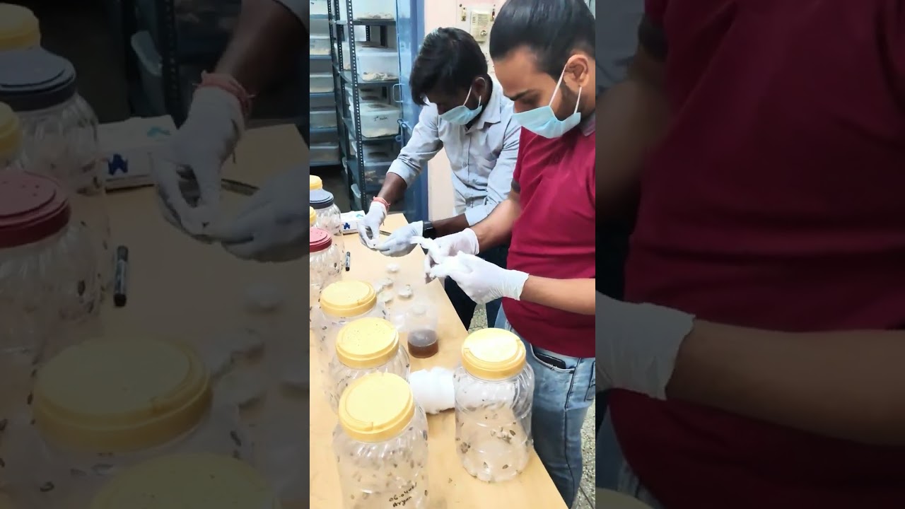 &ldquo;EPN Production Process Step by Step | Biopesticide Farming&rdquo; #entomology #Entomopathogenic Nematodes