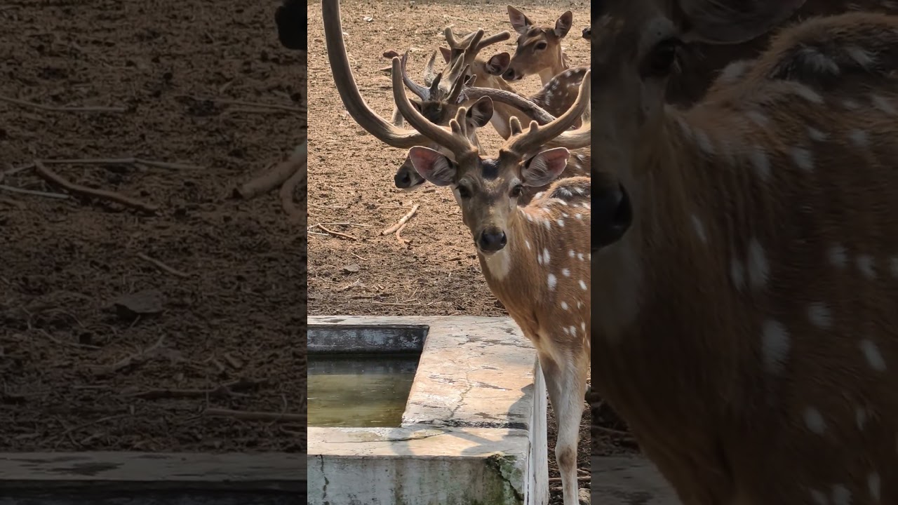 Raw video from #vivox200pro #zeissimagegofar #deer #wildlife
