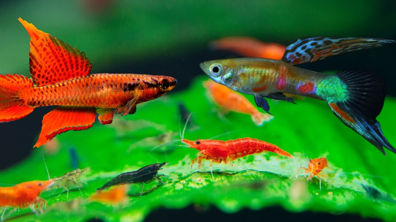 Top 8 Fish for your 10 gallon aquarium