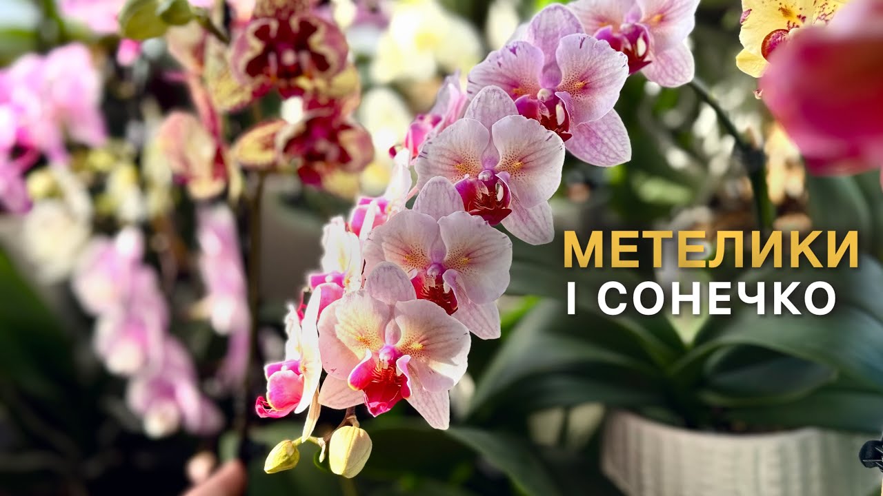 В нових барвах.МЕТЕЛИКИ і сонечко☀️#orchid #орхидея #орхідеї #цветущиеорхидеи #обзорорхидей #spring 