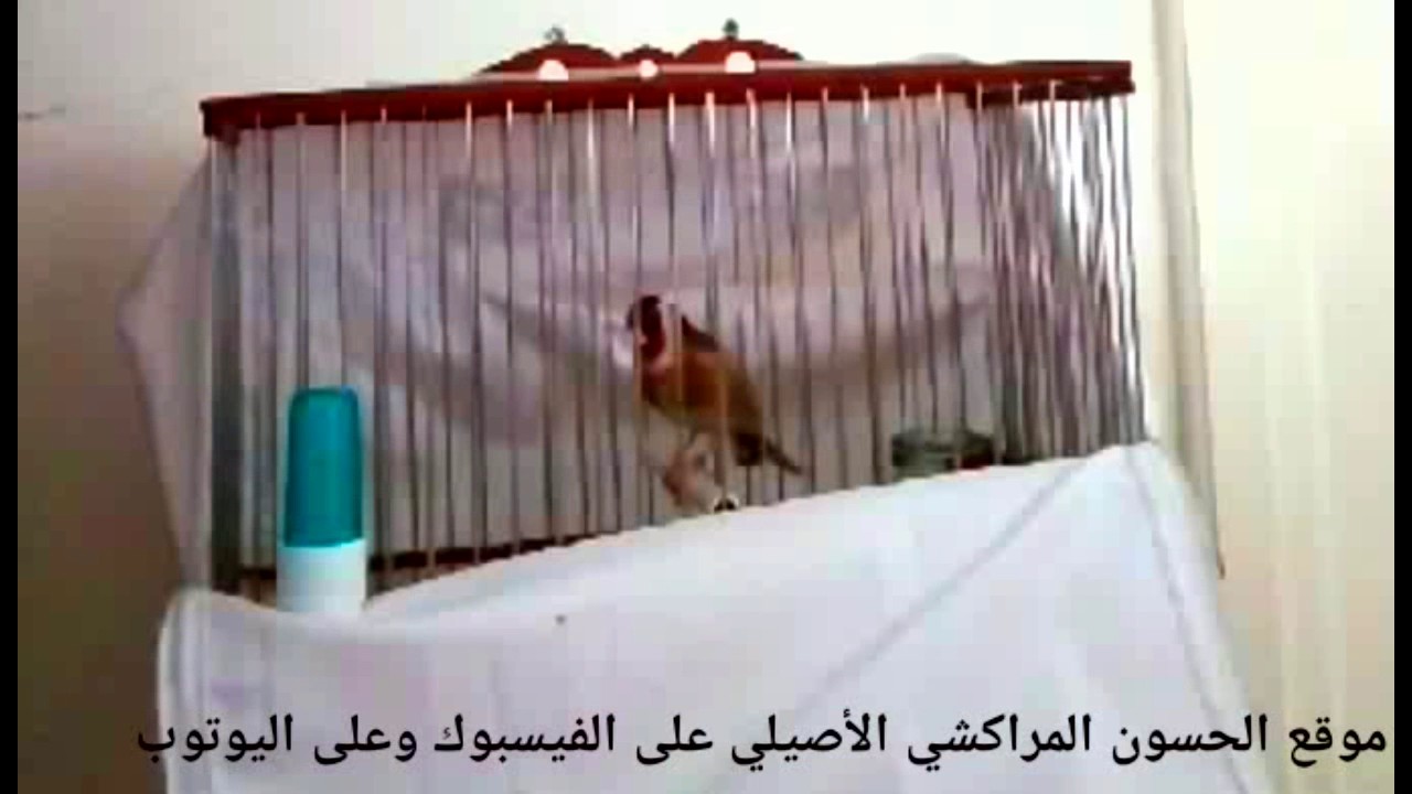 مقنين الأخ كمال حومي من مدينة الدار البيضاء