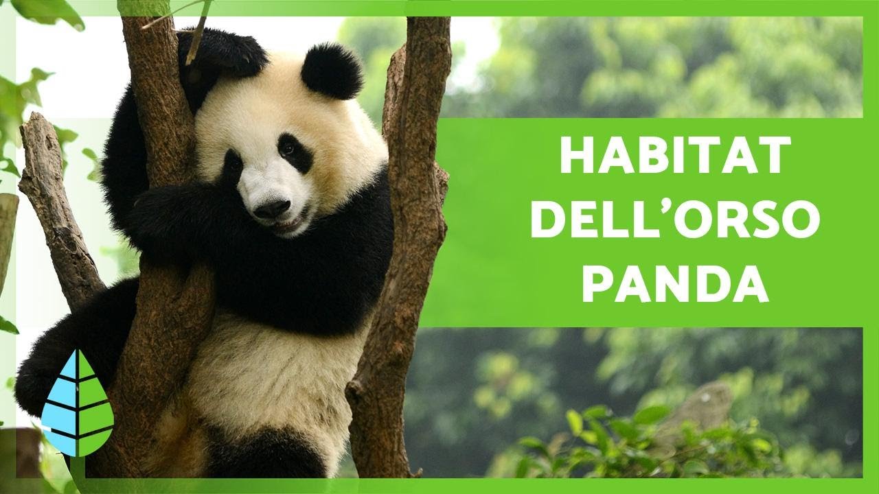 Dove e come vivono i PANDA?🐼🎋(Habitat dell'orso panda)